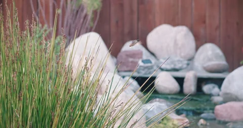 Hummingbird by Pond Waterfall Stock Footage 201308332