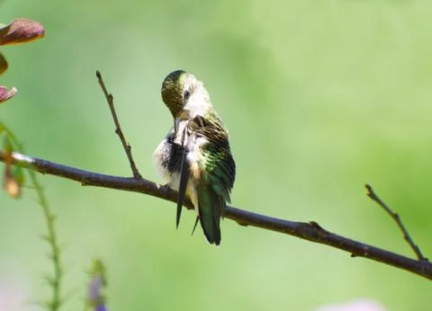 Hummingbird preening. Stock-Fotos