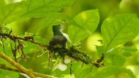 Hummingbird preparing branch and moss for nesting in jungle Stock Footage 123554997