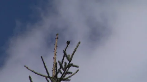 Hummingbird rear view top of a tree Stock Footage 44454127
