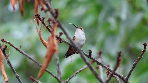 Hummingbird Resting and Preening on a Tree Branch Stock Footage 344690360