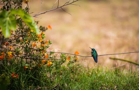 Hummingbird resting Stock Photos