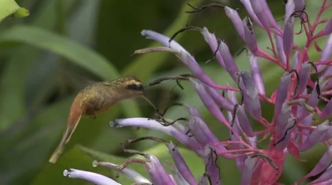 Hummingbird robbing nectar Stock Footage 50326414