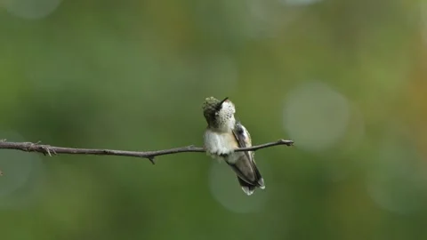 Hummingbird Scratching Extents Tongue While Perched Video stock 283203596