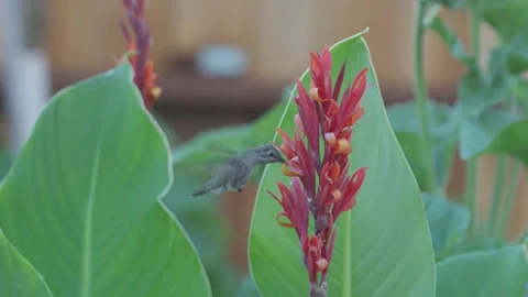 Hummingbird searching for Nectar Stock Footage 252090003