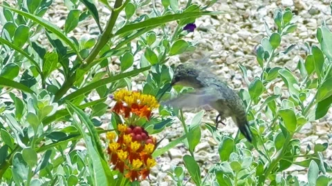 Hummingbird seeking nectar. 스톡 동영상 244505041