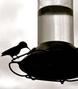 Hummingbird in shadow background 스톡 사진