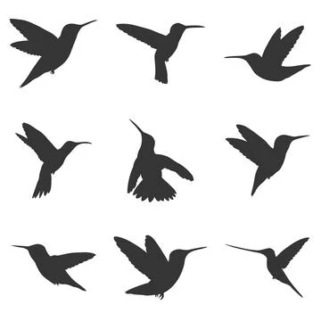 Hummingbird Silhouette Elements Set, Set of black Hummingbird vector Stock-Illustration