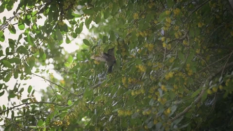Hummingbird sipping nectar from different yellow flowers on a tree Vídeos de archivo 248330917