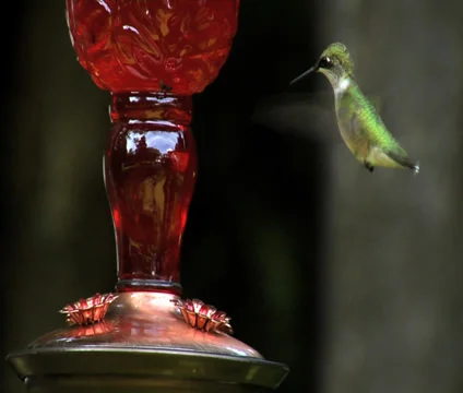 Hummingbird sits and eats Stock Footage 27541524