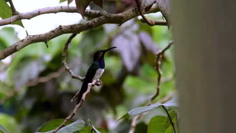 Hummingbird sits in the branches of a tree and looks around. Trinidad and Tobago Stock Footage 315272250