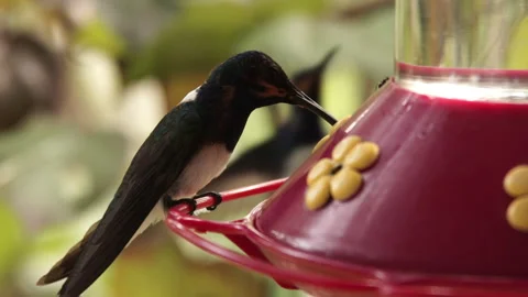 A hummingbird sits on a feeder and drinks, eats sugar water syrup in Tobago. Stock Footage 286869190