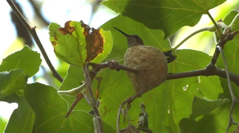 Hummingbird Sits in Nest 库存影片 50482556