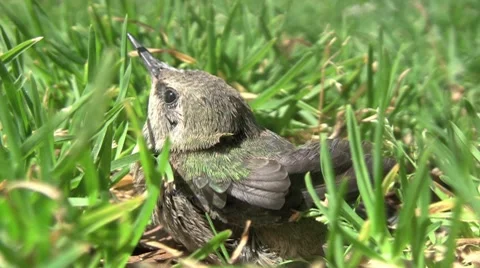 Hummingbird Sitting In Grass Stockbeeldmateriaal 7755114