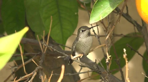 Hummingbird sitting in an orange tree Stock Footage 59935276