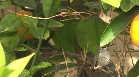 Hummingbird sitting in an orange tree Stock Footage 59935424