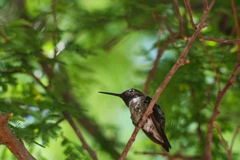 Hummingbird sleeping Foto stock
