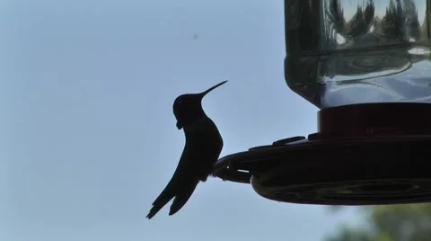Hummingbird SloMo Stock Footage