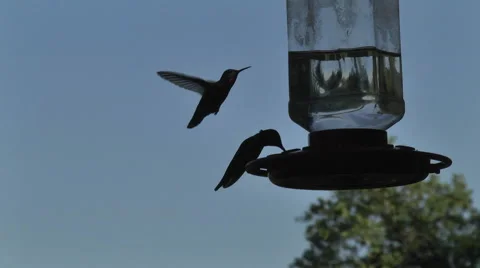 Hummingbird SloMo1 Stock Footage 58483522