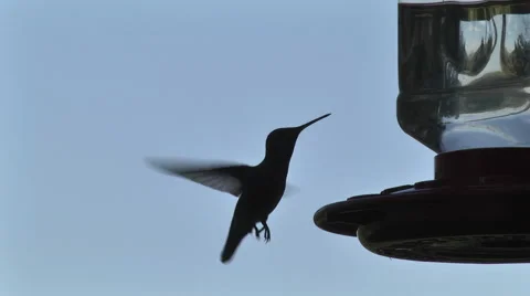  Hummingbird SloMo4 Stock Footage 58368024