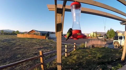 Hummingbird Slow Motion Stock Footage 49935960