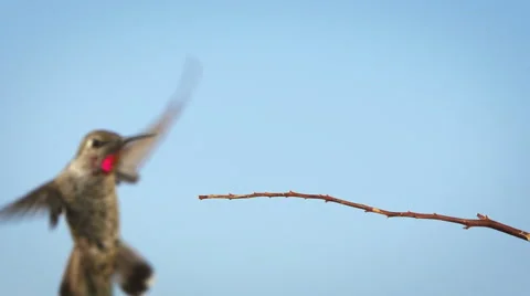 Hummingbird Slow Motion 库存影片 65428768