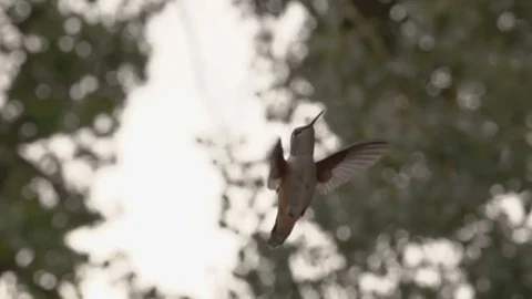Hummingbird in Slow Motion Stock Footage 78712913