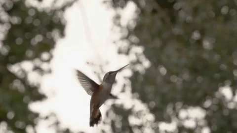 Hummingbird in Slow Motion Video stock 78712918