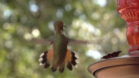 Hummingbird in Slow Motion Video stock 78712947