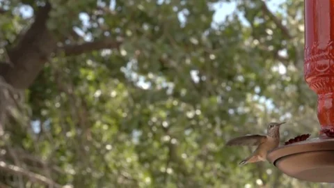 Hummingbird in Slow Motion Stock Footage 78712982