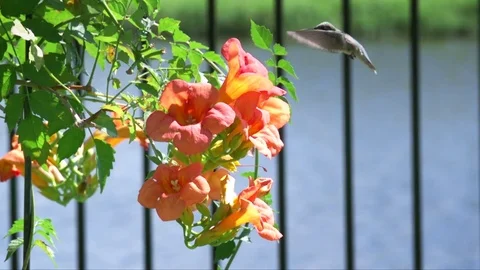Hummingbird slow motion 動画素材 79063739