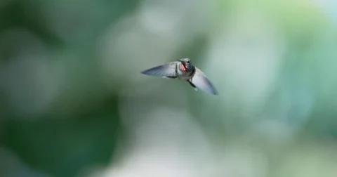 Hummingbird Slow Motion Stock Footage 83944453