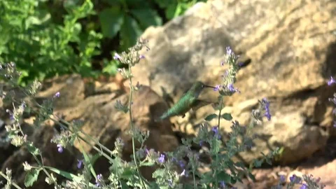 Hummingbird Slow Motion Stock Footage 93971543