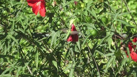 Hummingbird in slow Motion Stock Footage 96612919