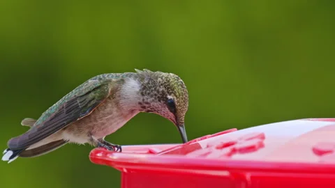Hummingbird in slow motion Stock Footage 152289293
