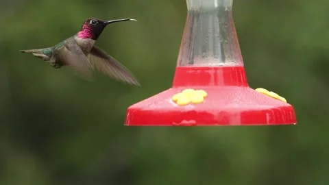 Hummingbird in slow-motion Stock Footage 155010533