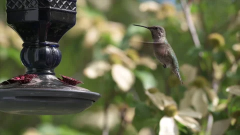 Hummingbird in Slow Motion Stock Footage 200913404