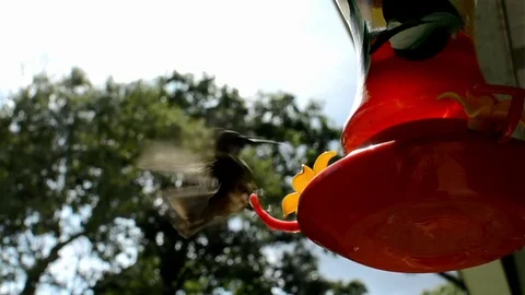 Hummingbird slowmo 2 Stock Footage 76227764
