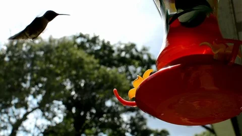 Hummingbird slowmo 3 Stock Footage 76227904