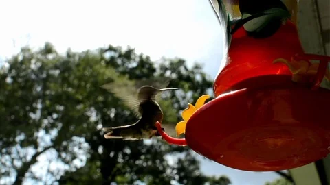 Hummingbird slowmo Stock Footage 76227493