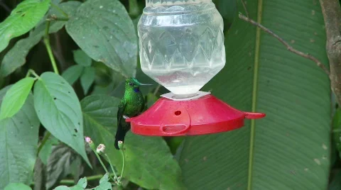 Hummingbird small feeder Video stock 758234
