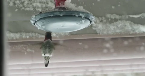 Hummingbird on a snowed in feeder Stock Footage 148451920