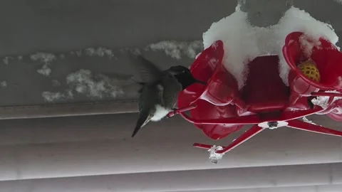 Hummingbird on a snowed in feeder Stock Footage 148451931