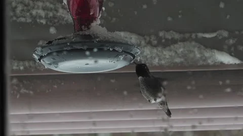 Hummingbird on a snowed in feeder Stock Footage 148451932