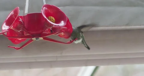 Hummingbird on a snowed in feeder Stock Footage 148451947