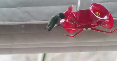 Hummingbird on a snowed in feeder Stock Footage 148451964