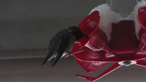 Hummingbird on a snowed in feeder Stock Footage 148451971