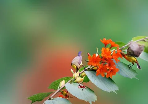 Hummingbird spreads Foto stock