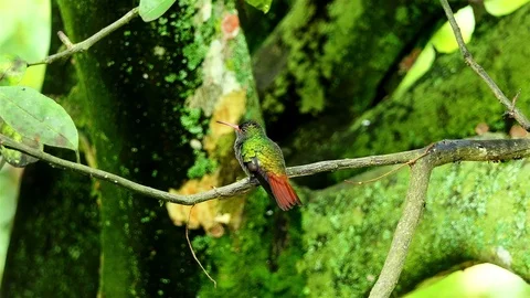 Hummingbird standing on a branch and taking a rest. exotic green bird 4k Stock Footage 82361752