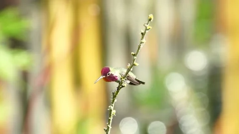 Hummingbird standing on the tree branch Stock Footage 218643713